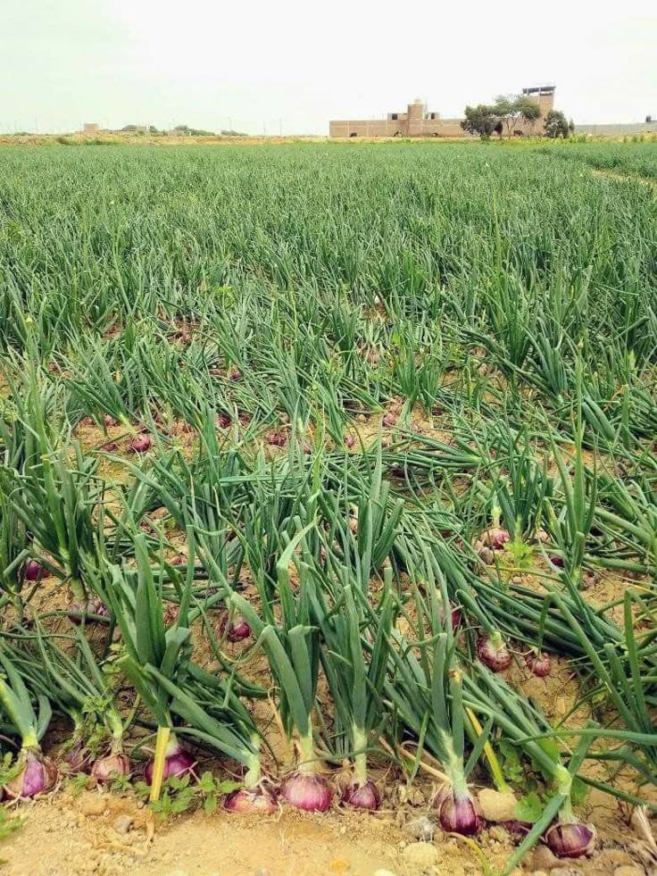 tripples feature image